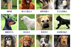 宠物狗种类大全