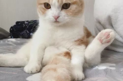 猫咪搞笑图片笑死人,笑到肚子疼的猫咪趣图大盘点